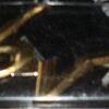 16V Emblem GOLD (pair)