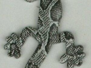 Gecko Solid Metal Gray Pattern Emblem